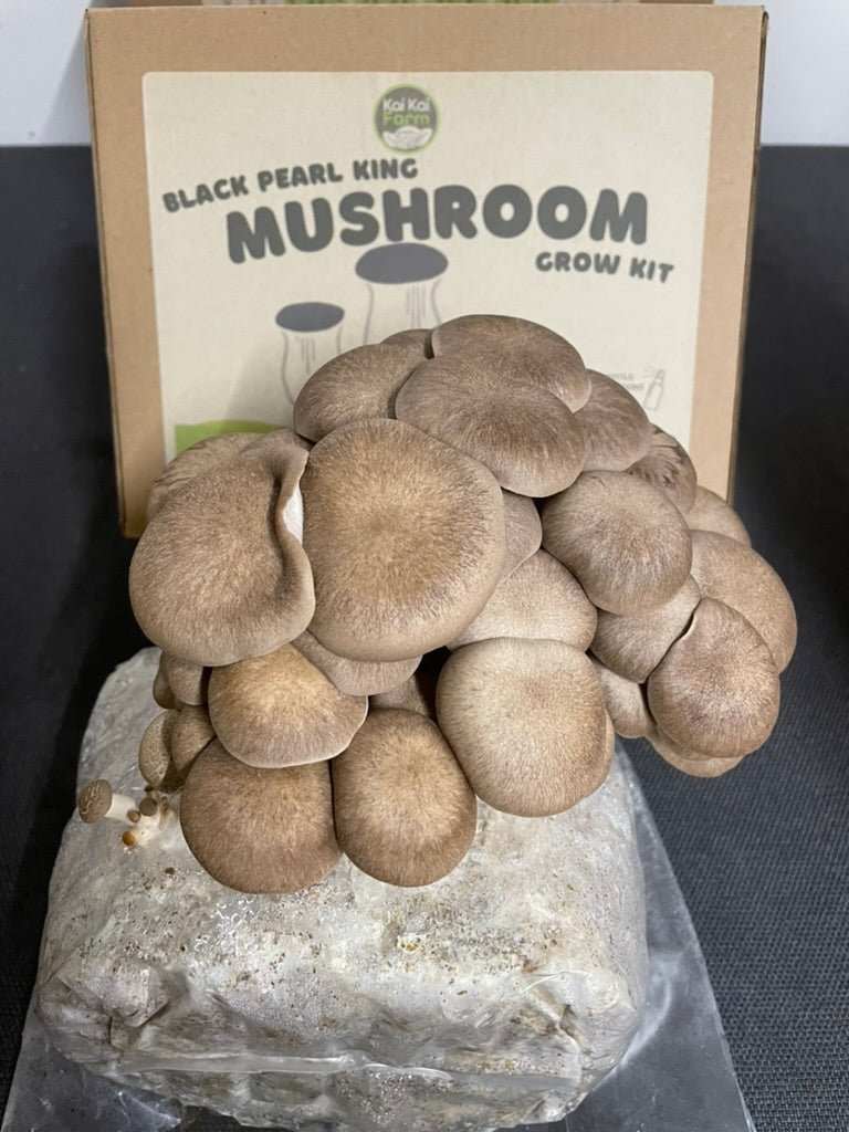 Image of a Black Pearl King Oyster mushroom kit fruiting and ready to harvest