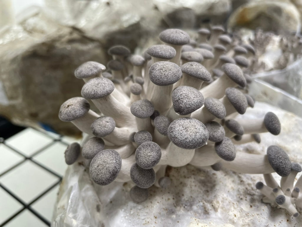 Image of a black pearl king oyster mushroom grow kit starting to pin