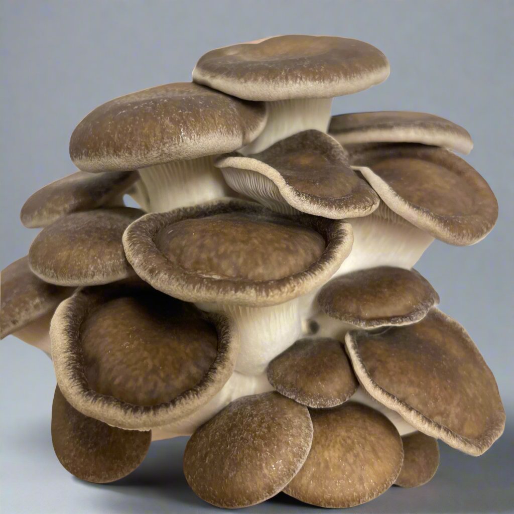 Cluster of Black Pearl King Oyster Mushrooms