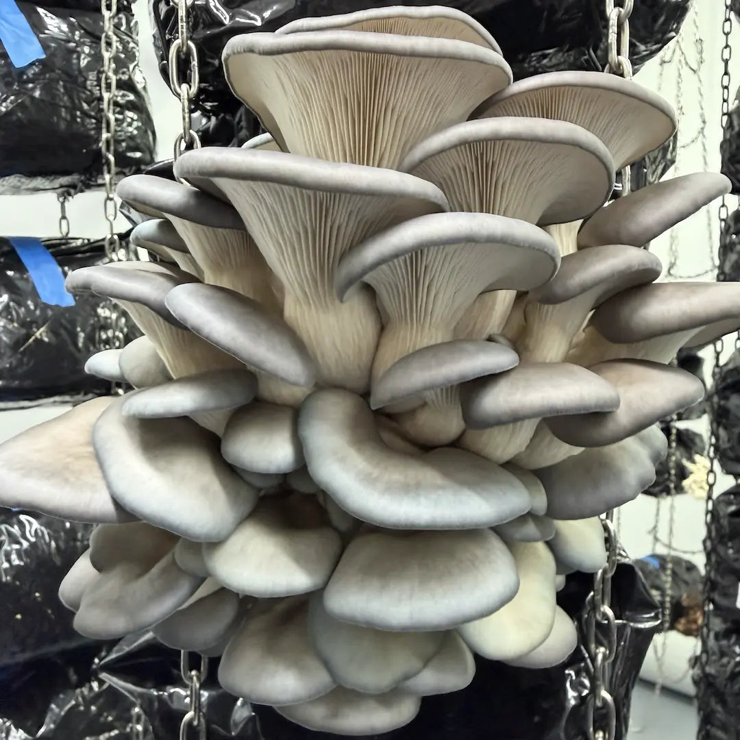 Oyster Mushroom 'Blue' - 2.2KG Ready To Fruit Block