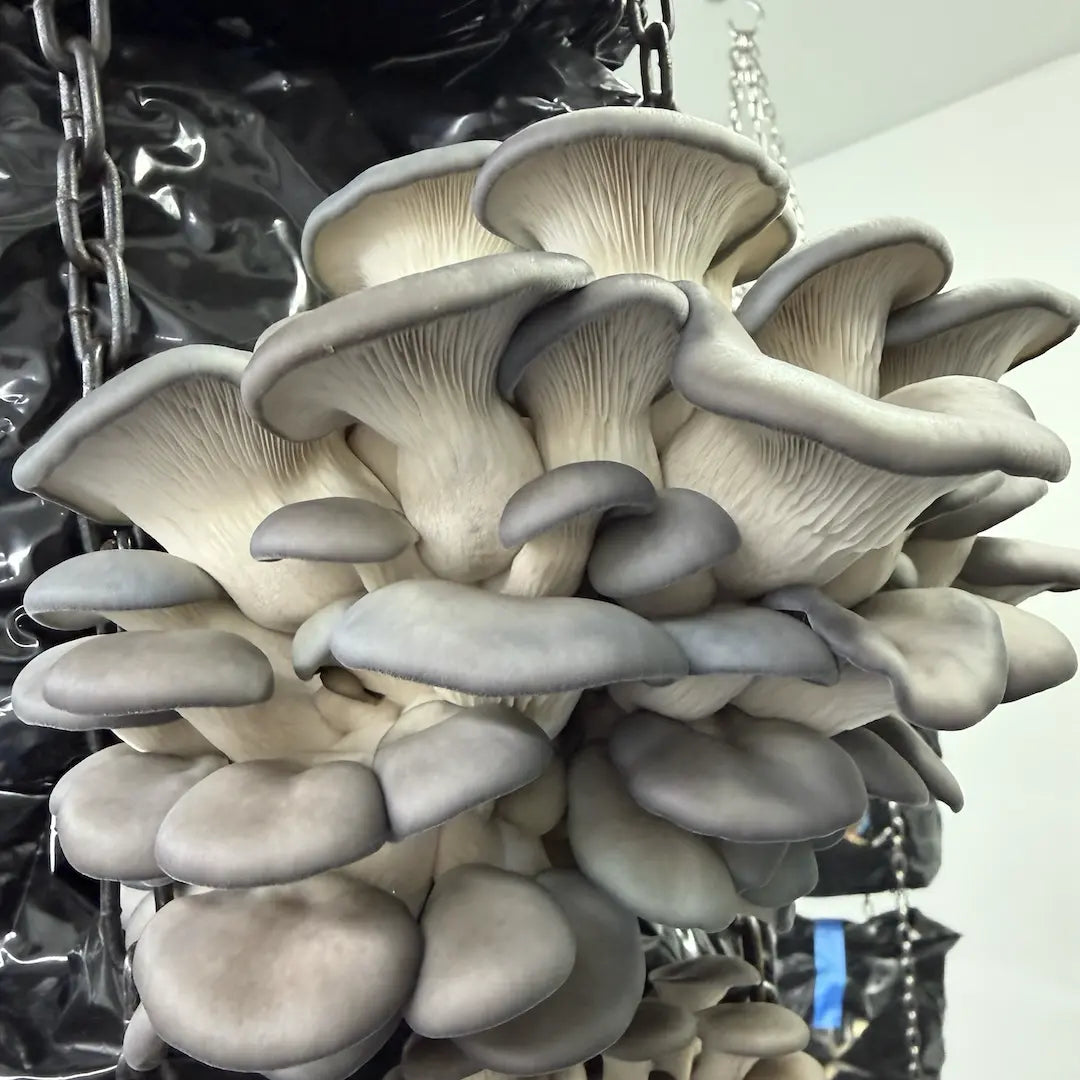 Oyster Mushroom 'Blue' - 2.2KG Ready To Fruit Block