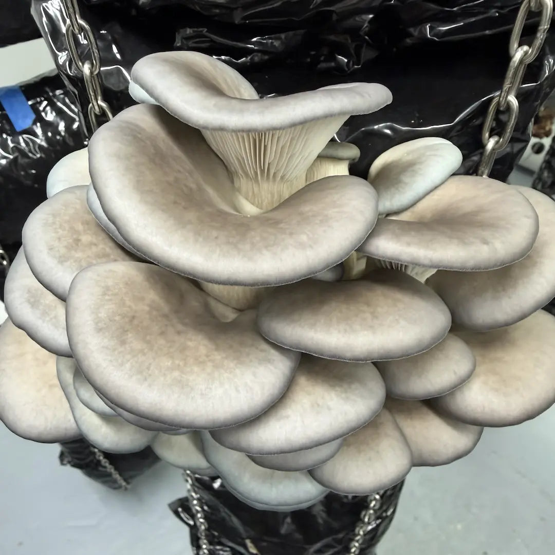 Oyster Mushroom 'Blue' - 2.2KG Ready To Fruit Block