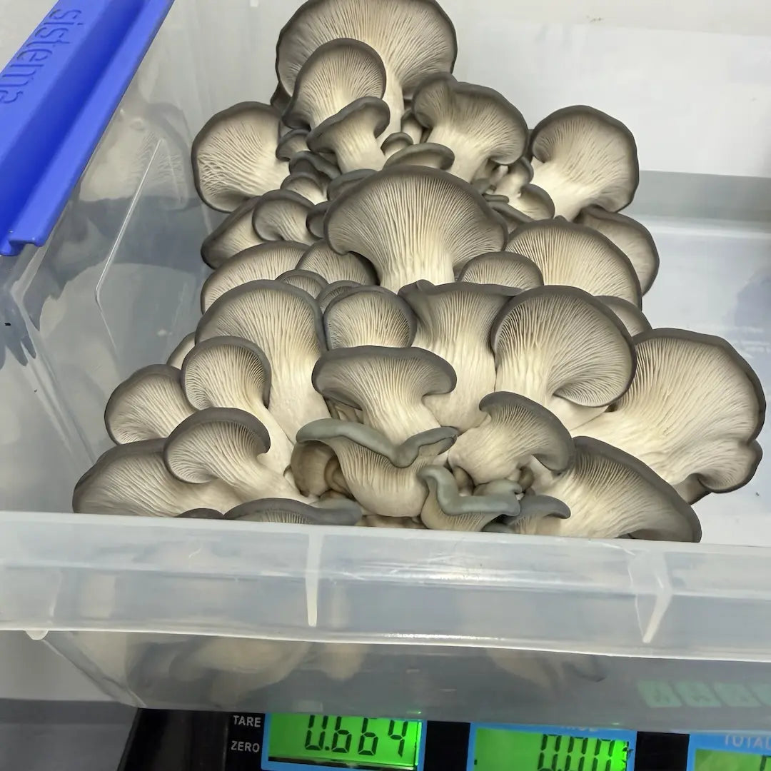 Oyster Mushroom 'Blue' - 2.2KG Ready To Fruit Block