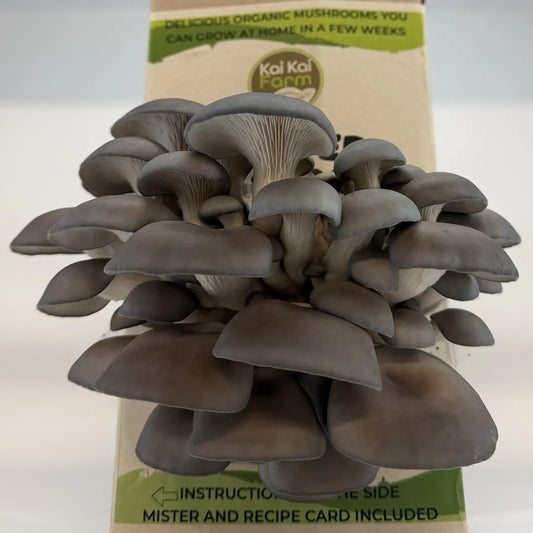 Blue Oyster Organic Mushroom Kit