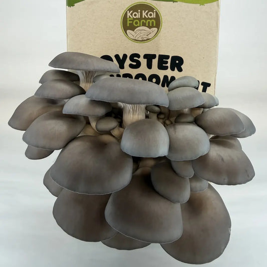 Blue Oyster Organic Mushroom Kit
