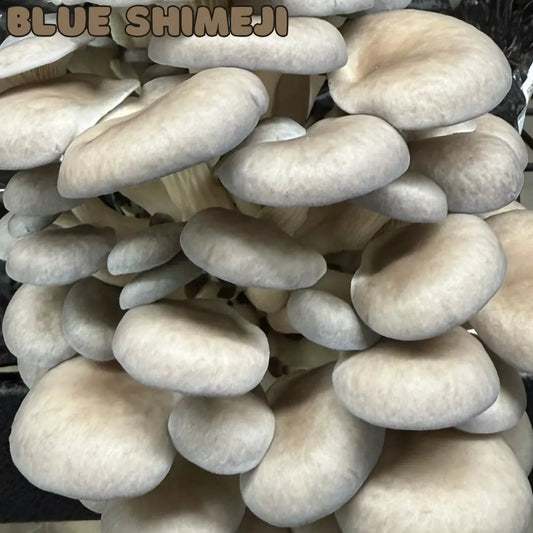 Blue Shimeji Oyster Mushrooms