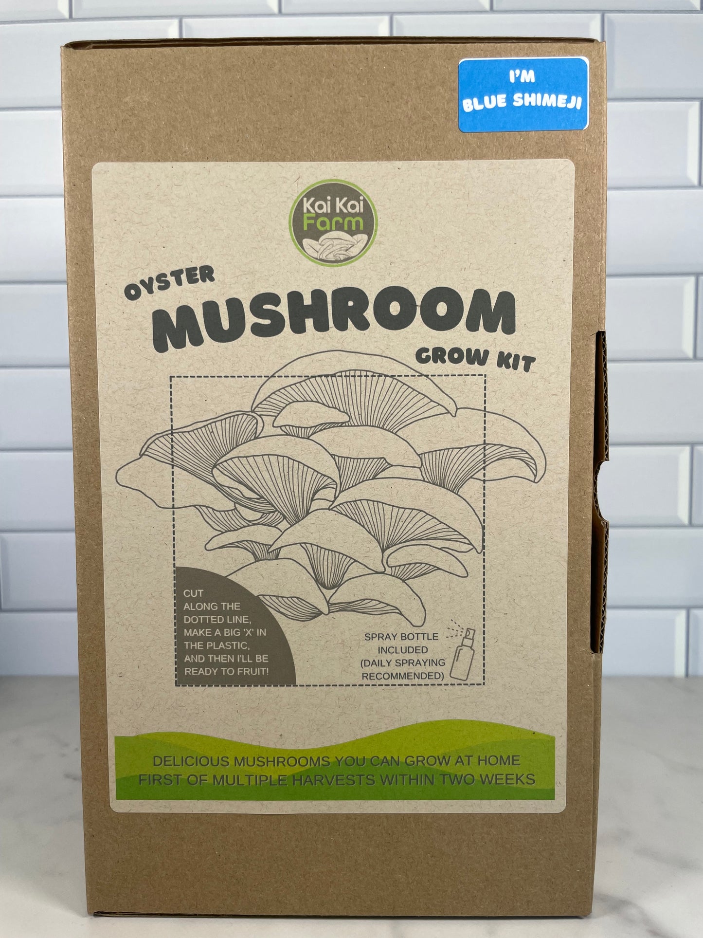 Outside of the Blue Shimeji Oyster Mushroom Kit