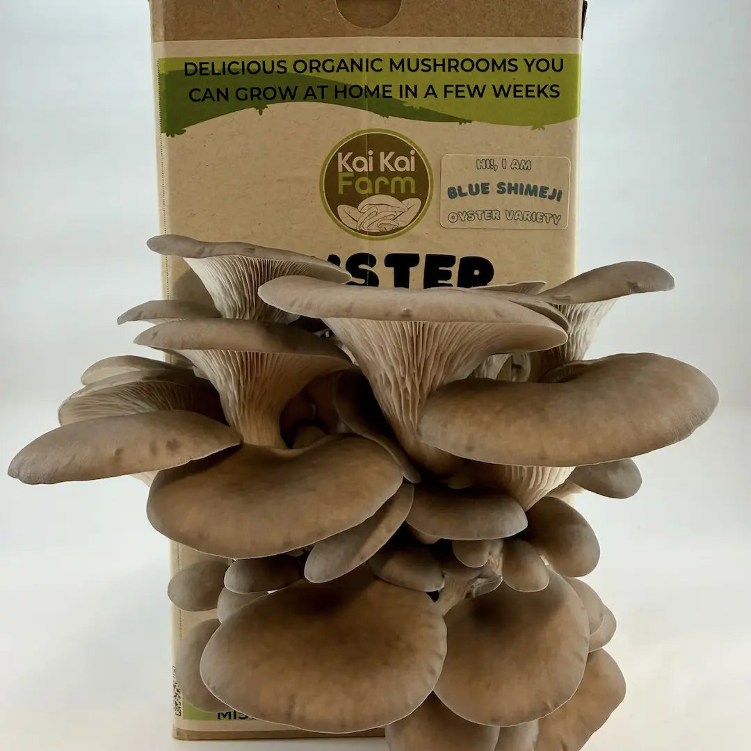 Blue Shimeji Organic Oyster Mushroom Grow Kit Hero