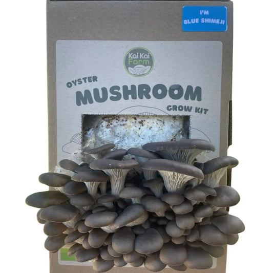 Blue Shimeji Organic Oyster Mushroom Grow Kit Hero