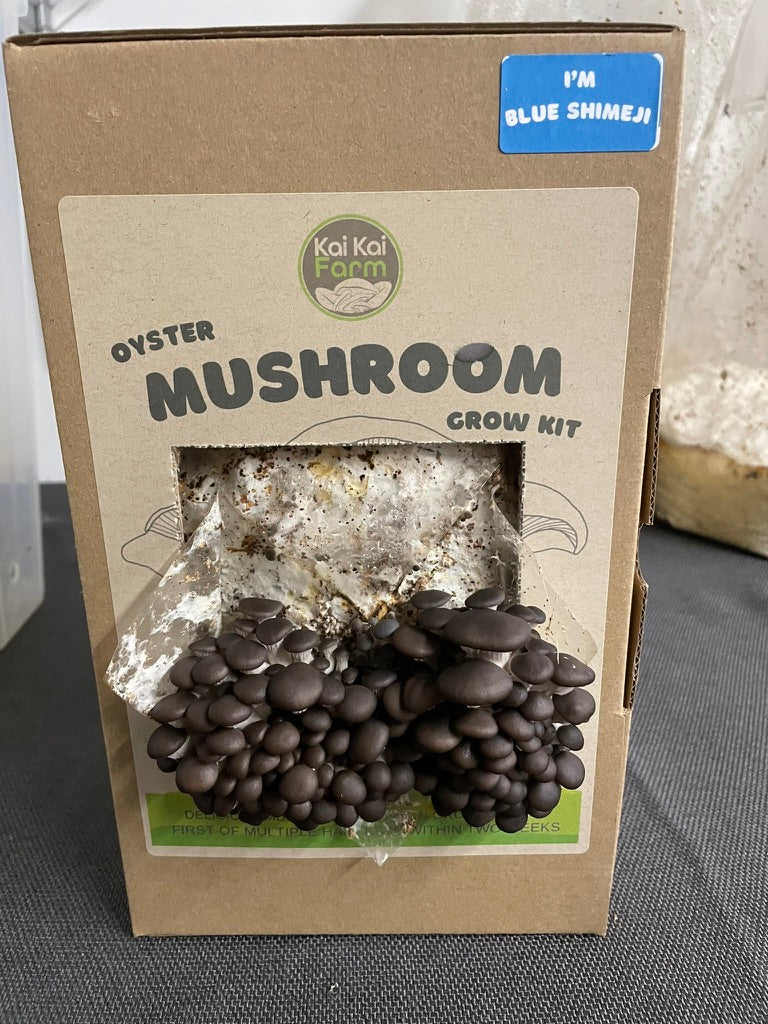 Blue Shimeji Oyster Mushroom Kit, just starting to pin