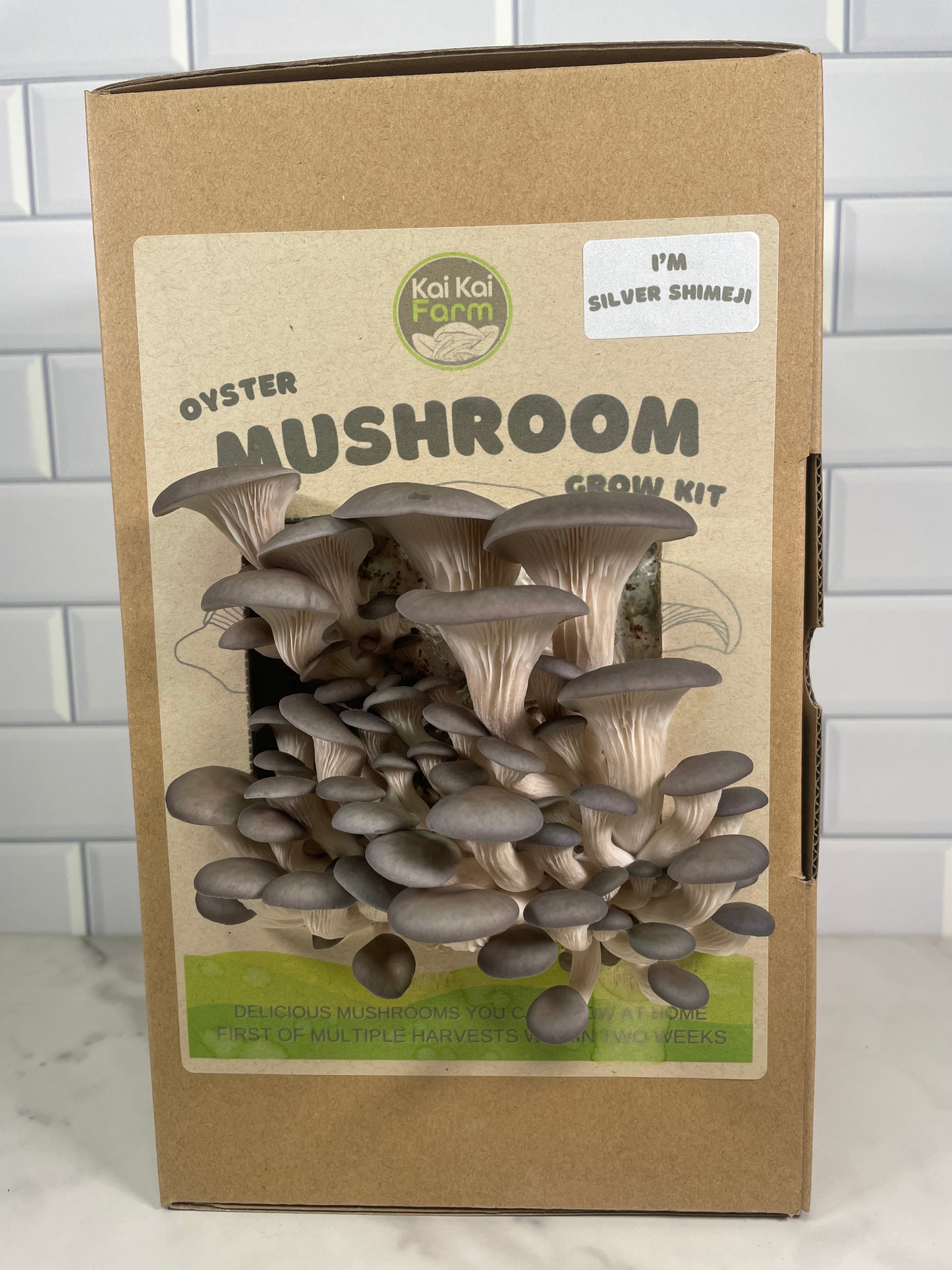 Silver Shimeji Oyster Mushroom Kit - Kai Kai Farm