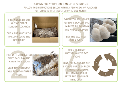 Instructions for caring for your Lion's Mane mushroom grow kit