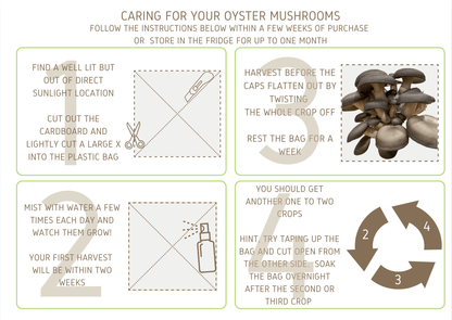 Instructions for caring for your Oyster mushroom grow kit card