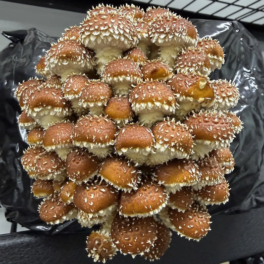 Chestnut Mushroom (Pholiota adiposa) 2.2KG Ready To Fruit Block