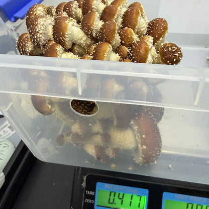 First Flush Harvest Weight - 417g For a Chestnut Ready To Fruit Block