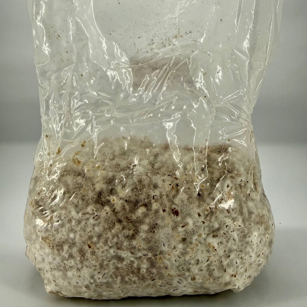 Pre-Mixed Grain Spawn Bags