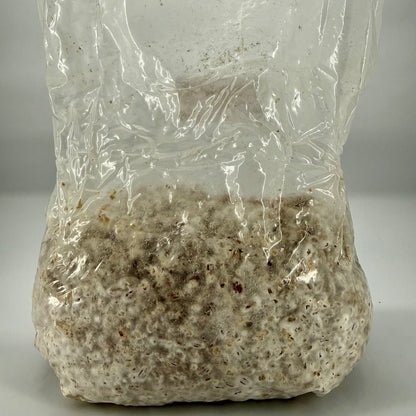 Pre-Mixed Grain Spawn Bags