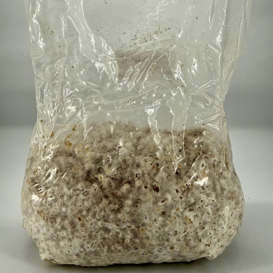 Pre-Mixed Grain Spawn Bags
