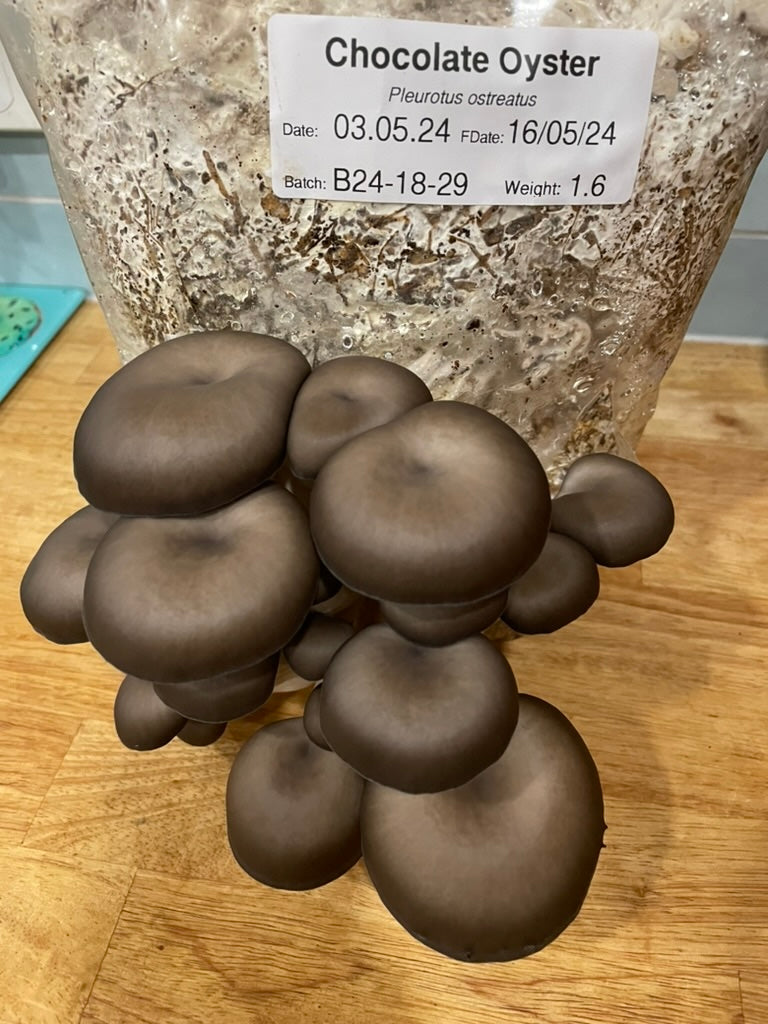 Chocolate Oyster Mushroom Kit - Kai Kai Farm