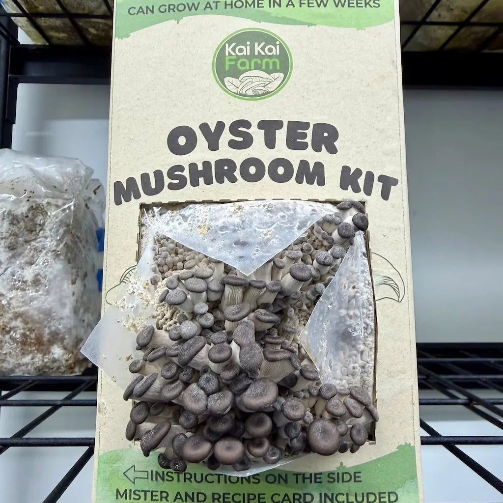 Chocolate Oyster Mushroom Kit - Kai Kai Farm
