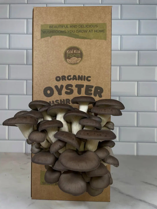 Organic Chocolate Oyster Mushroom Kit Fruiting and Ready To Harvest