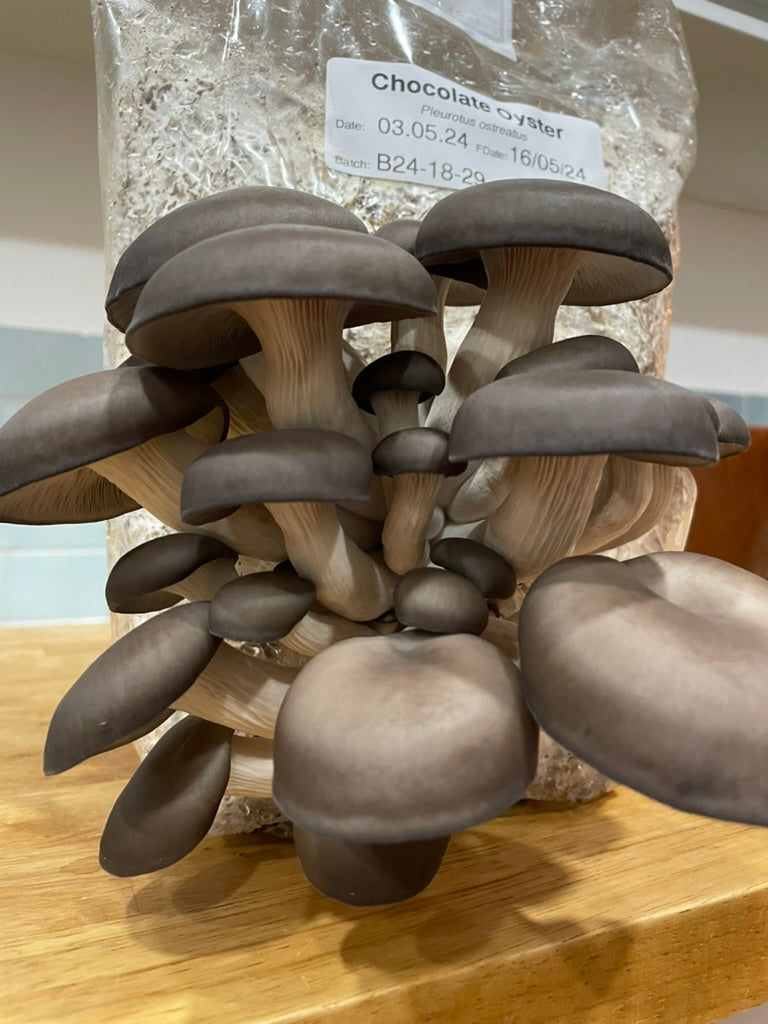 Chocolate Oyster Mushroom Grow Kit nearly ready to harvest and enjoy