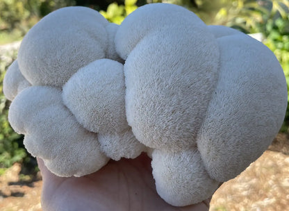 Cluster Of Lion's Mane Mushrooms