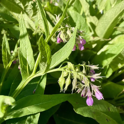 Fermented Organic Comfrey Extract Kai Kai Farm