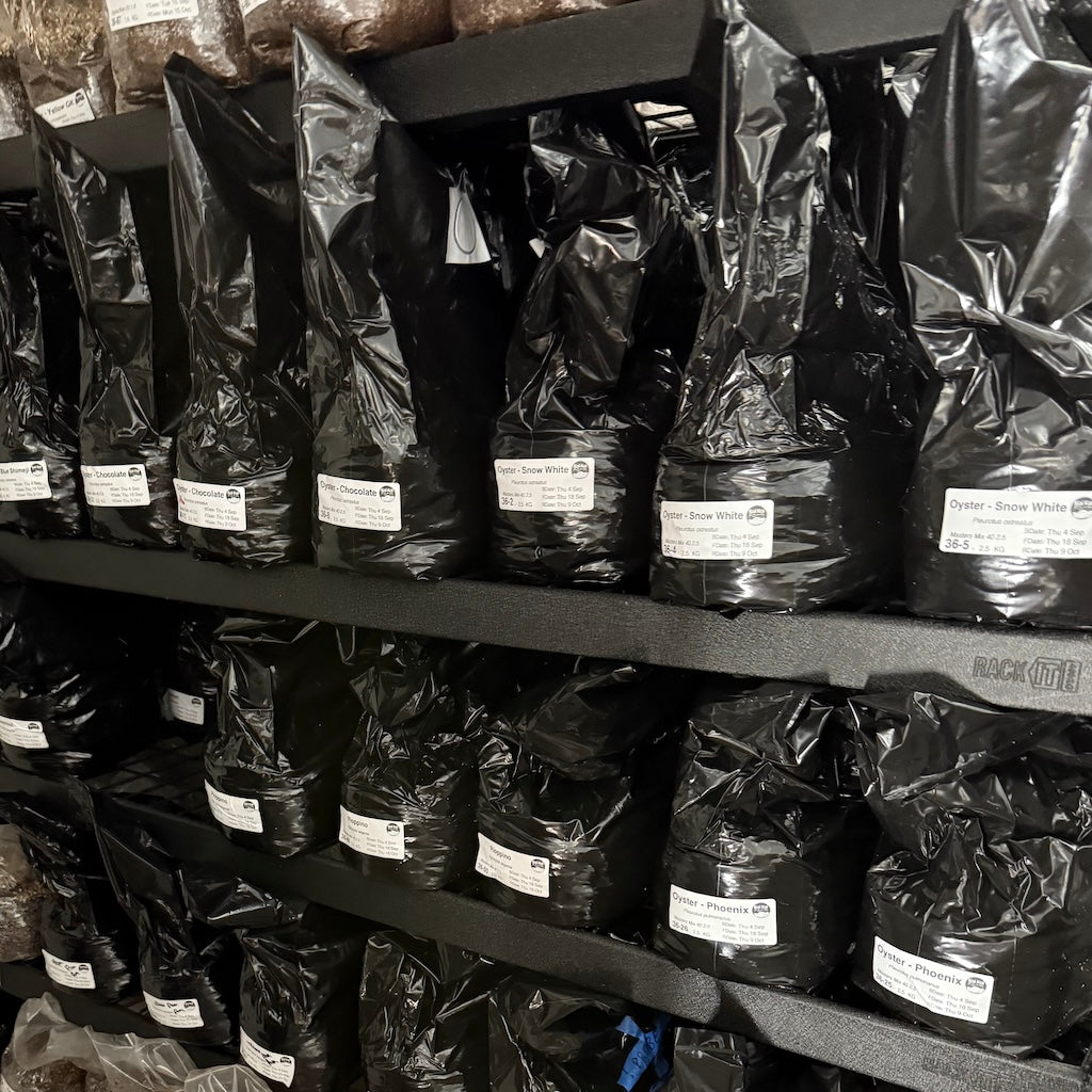 Commercial 2.5KG Grow Blocks Inoculated