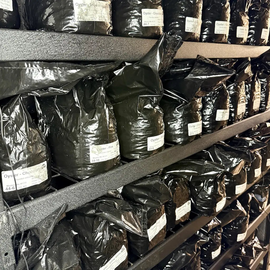 Commerical 2.5KG Grow Blocks Ready To Fruit