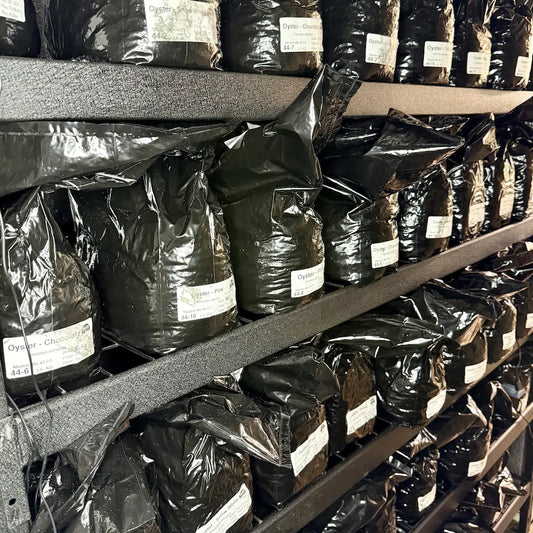 Commerical 2.5KG Grow Blocks Ready To Fruit