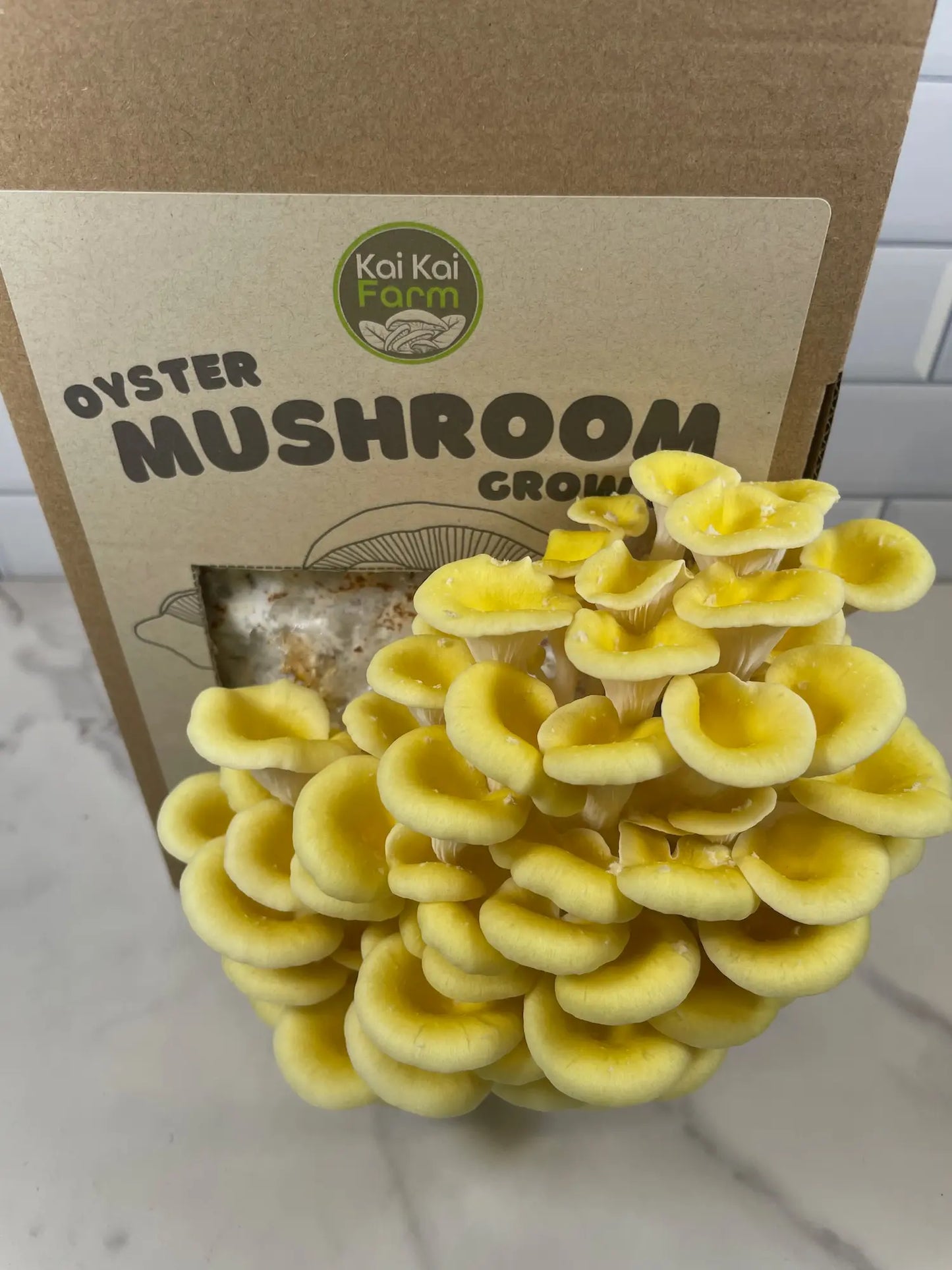 Delicous Yellow Oyster Mushrooms Ready To Eat