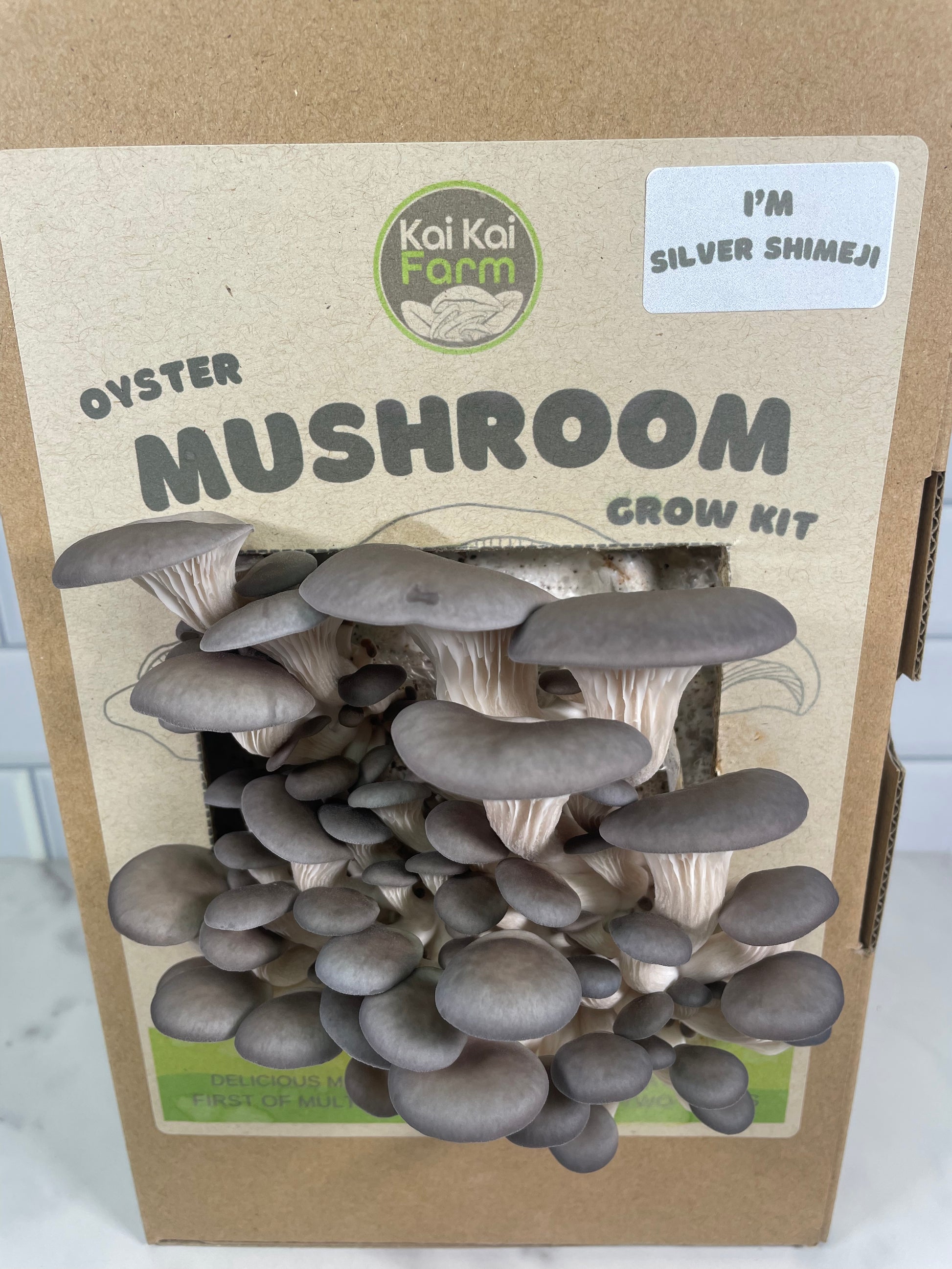 Silver Shimeji Oyster Mushroom Kit - Kai Kai Farm