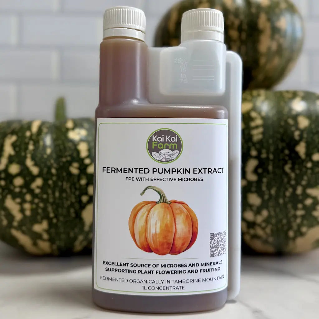 Bottle of Kai Kai Farm Fermented Pumpkin Extract with pumpkins in the background