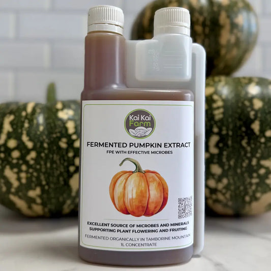 Bottle of Kai Kai Farm Fermented Pumpkin Extract with pumpkins in the background