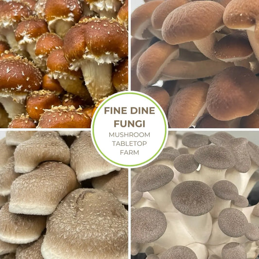 Fine Dine Fungi Tabletop Mushroom Farm
