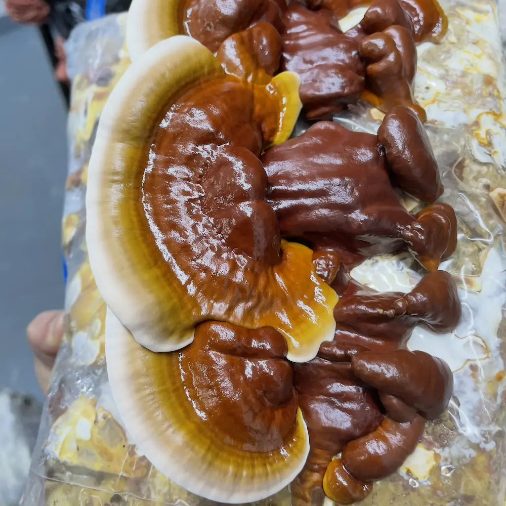 Organic Reishi Mushrooms Kai Kai Farm