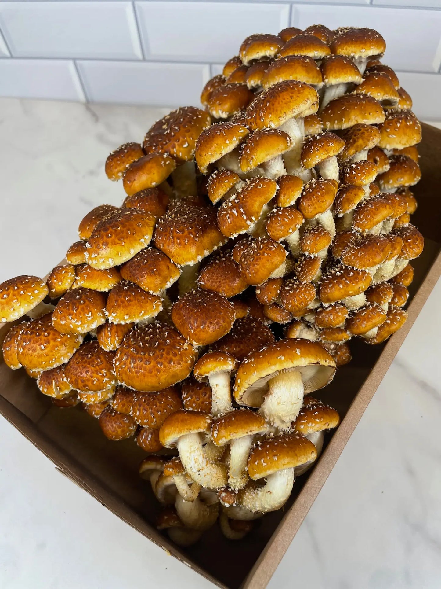 Fresh Chestnut Mushrooms - Large Size Box