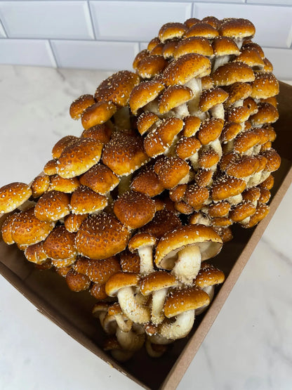 Fresh Chestnut Mushrooms - Large Size Box