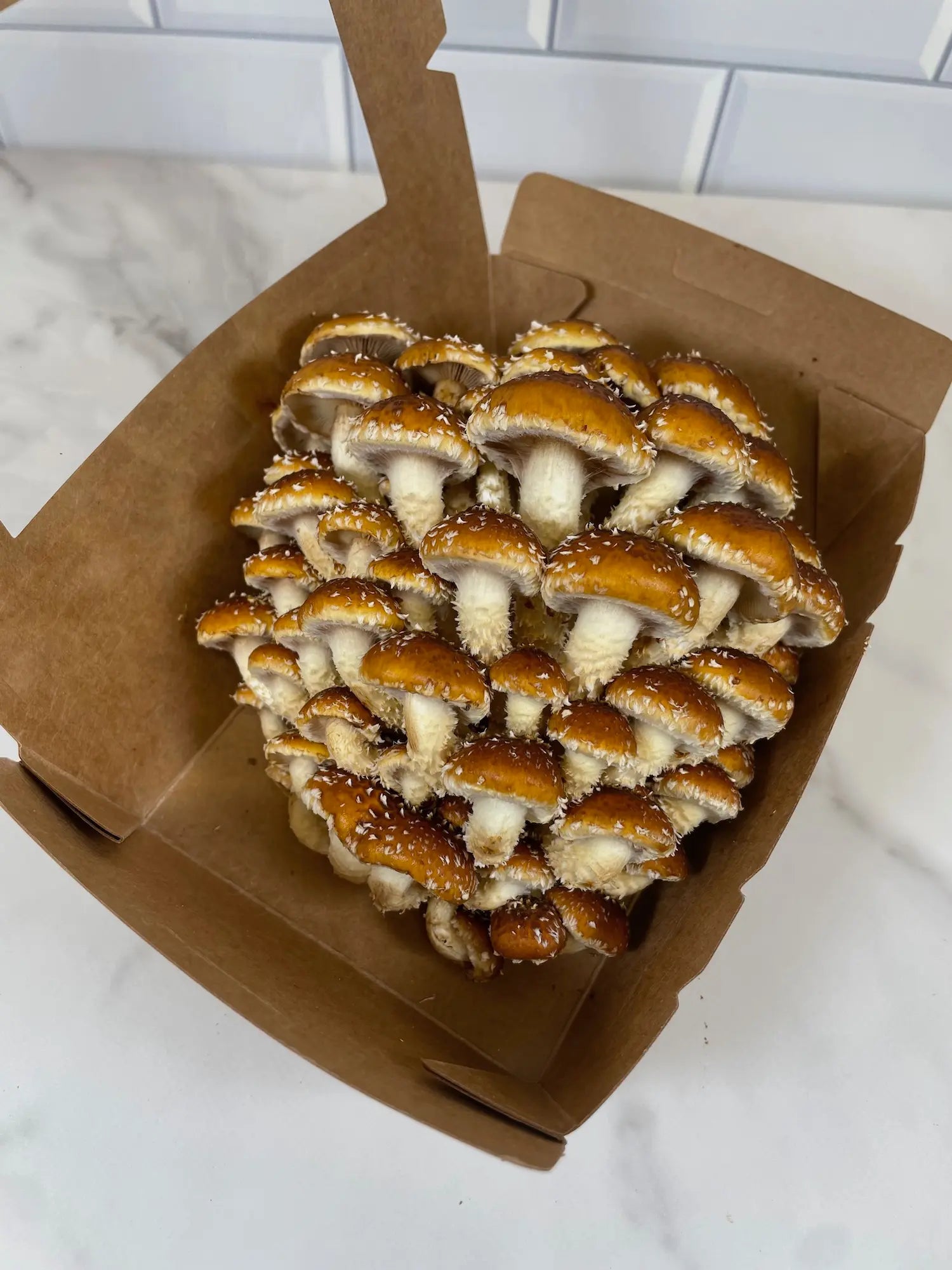 Fresh Chestnut Mushrooms - Small Size Box