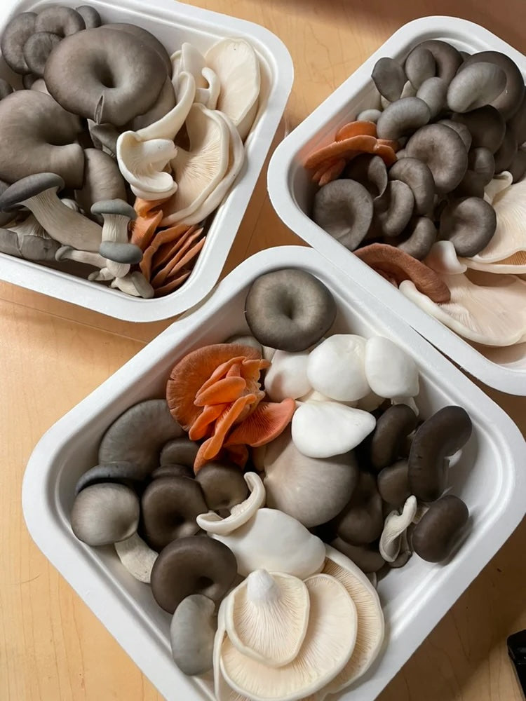 Boxes of fresh gourmet mushroom medleys