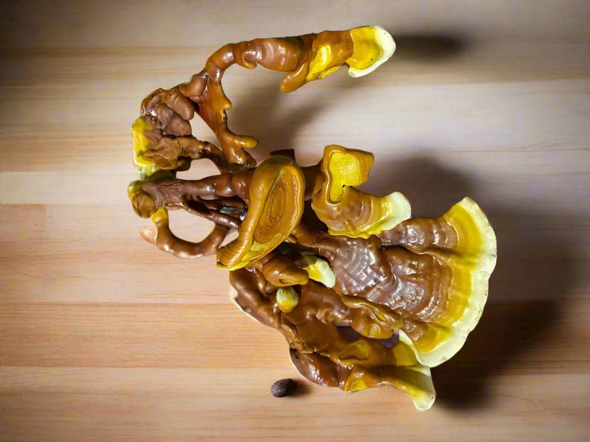 Freshly harvested reishi mushroom