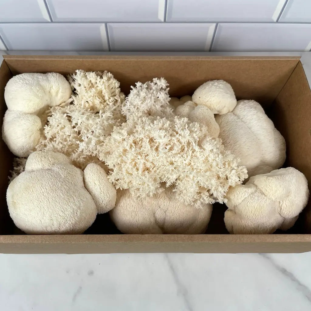 Large box of fresh Lion's Mane mushrooms