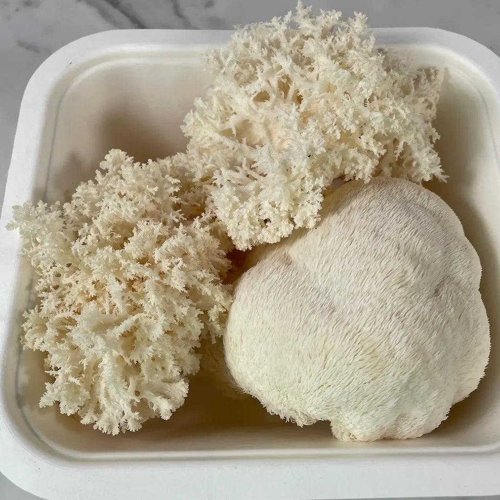 Medium box of fresh Lion's Mane mushrooms
