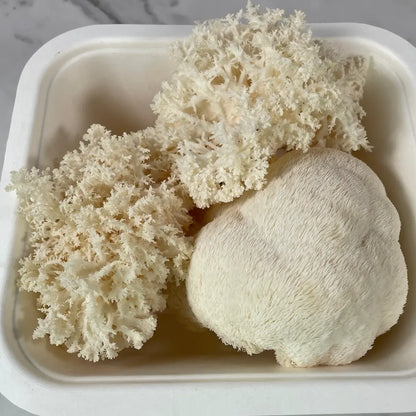 Medium box of fresh Lion's Mane mushrooms