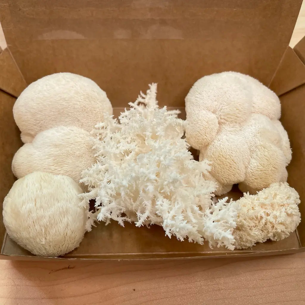 Small box of fresh Lion's Mane mushrooms