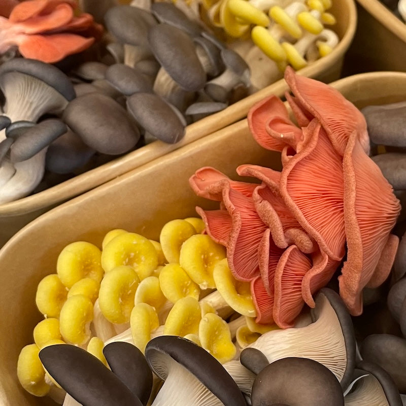 Fresh No Spray Gourmet Mushrooms