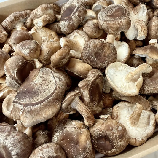Close up image of fresh organic no spray Shiitake mushrooms
