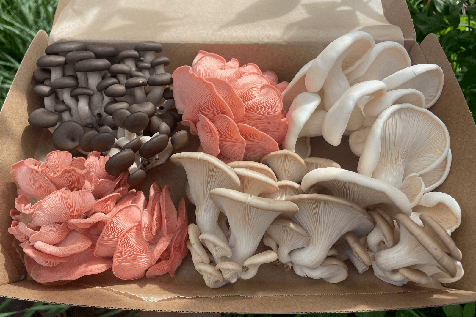 Medium Size Box of Fresh Oyster Mushrooms