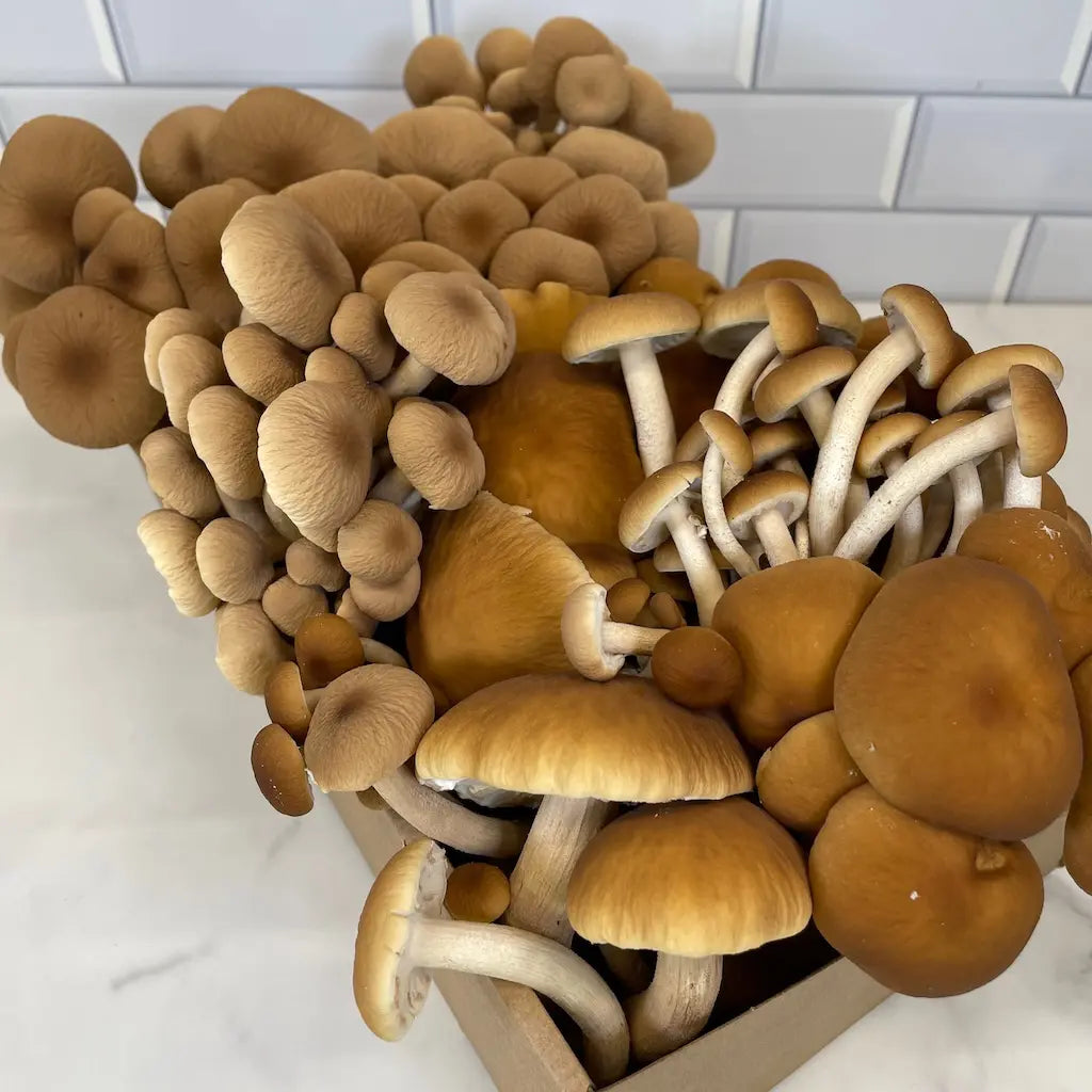 Large Box Of Fresh Pioppino Mushrooms